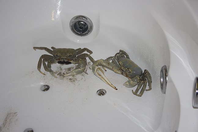 We kept the crabs in the tub overnight .... Adam's idea. Yeah. Weird. 